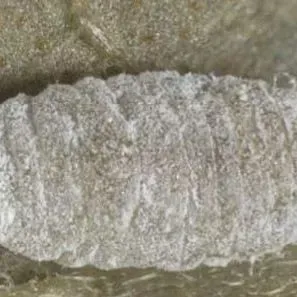 thumbnail for publication: A Mealybug Phenacoccus multicerarii Granara de Willink (Insecta: Hemiptera: Pseudococcidae)